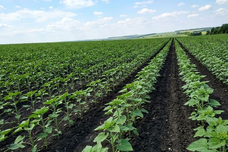 Чистые междурядья подсолнечника после гербицидной обработки