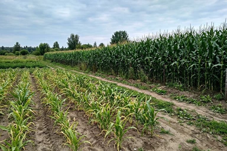 Делянки кукурузы с разным ФАО — разница в высоте и сроках созревания