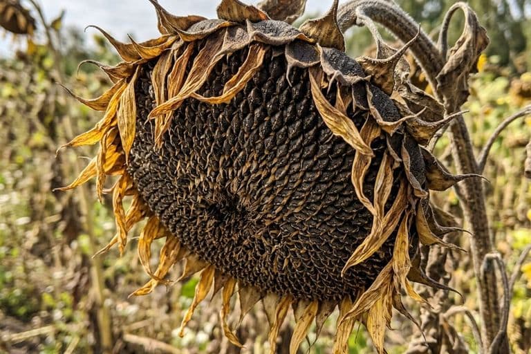 Созревшая корзинка подсолнечника с семенами крупным планом