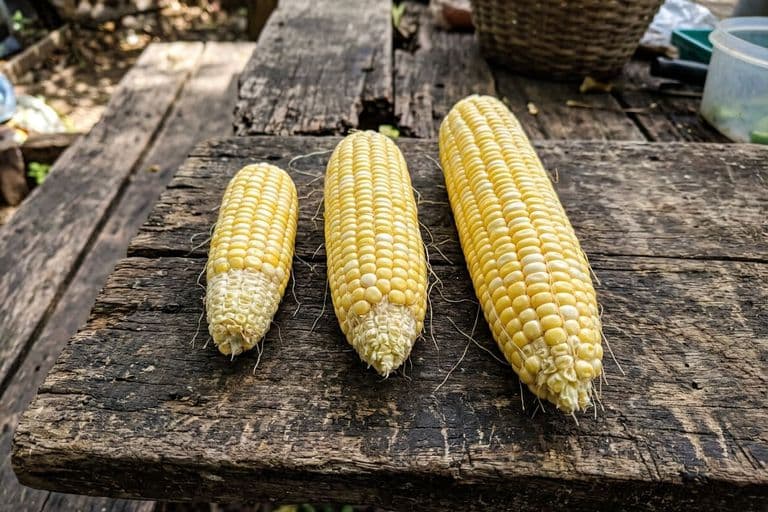 Початки кукурузы разного размера — сравнение гибридов с разным ФАО