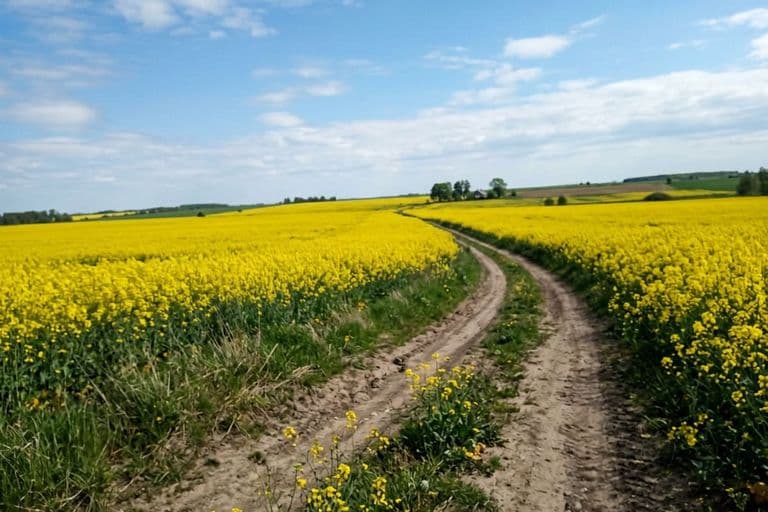 Поле озимого рапса в цветении — жёлтое море цветов весной
