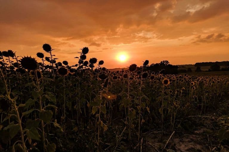 Поле подсолнечника на закате — выращивание высокоолеиновых гибридов
