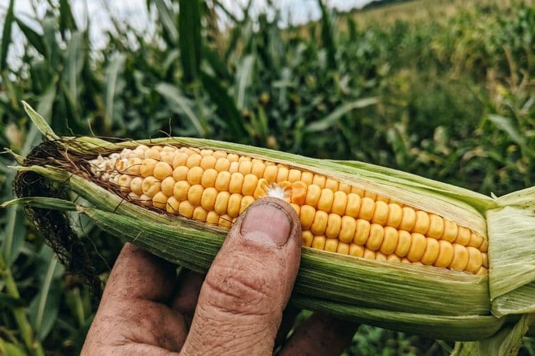 Проверка зрелости зерна кукурузы — определение молочной линии