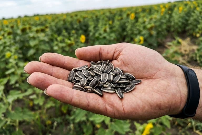 Семена подсолнечника на ладони фермера — оценка качества гибрида