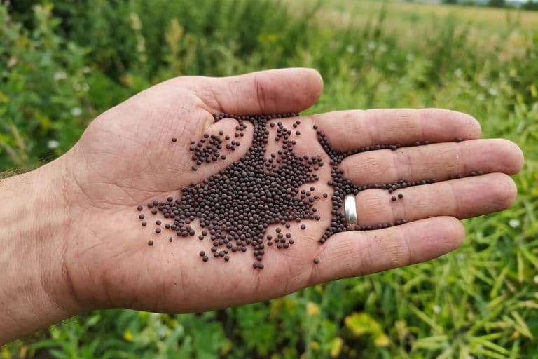 Семена ярового рапса на ладони — мелкие тёмные зёрна перед посевом