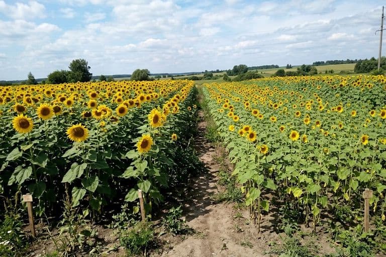 Два участка подсолнечника — сравнение технологий Express Sun и Clearfield