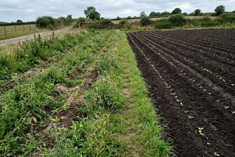 Поле до и после обработки Clearfield — сорняки vs чистые междурядья