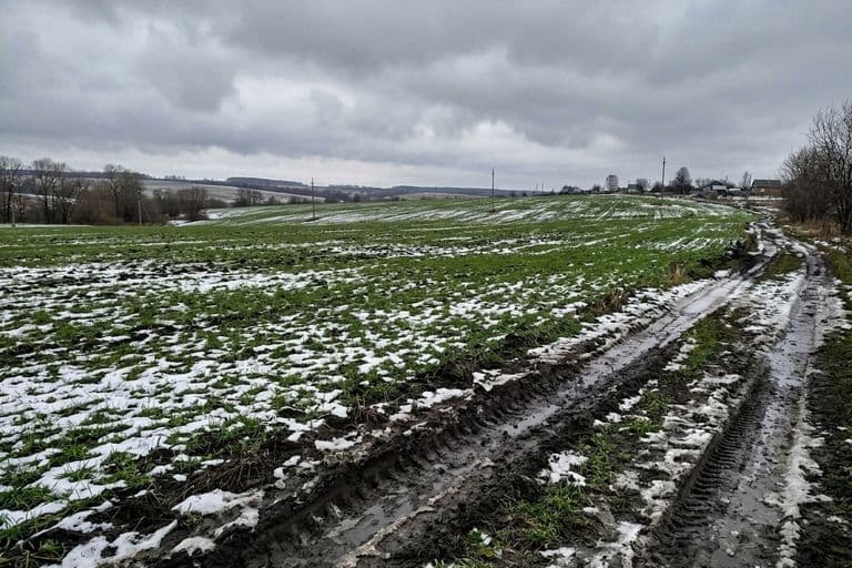 Весеннее отрастание озимого рапса после зимовки — оценка состояния