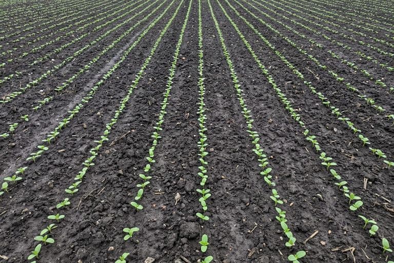 Всходы подсолнечника — ровные рядки с оптимальной густотой посева