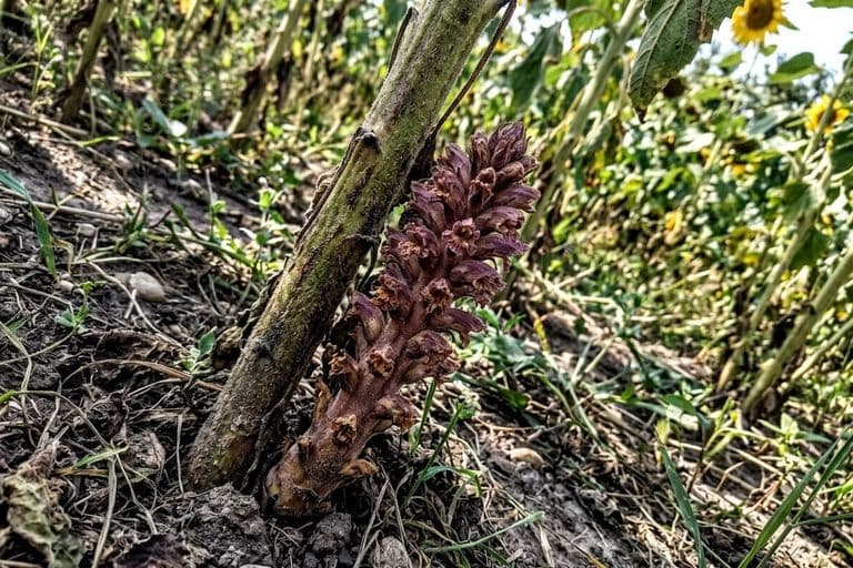 Заразиха на корнях подсолнечника — паразитное растение крупным планом