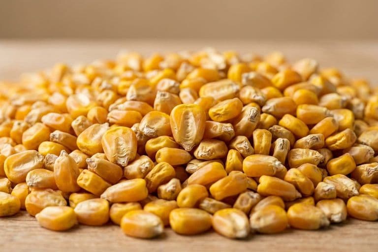 Зёрна кукурузы крупным планом