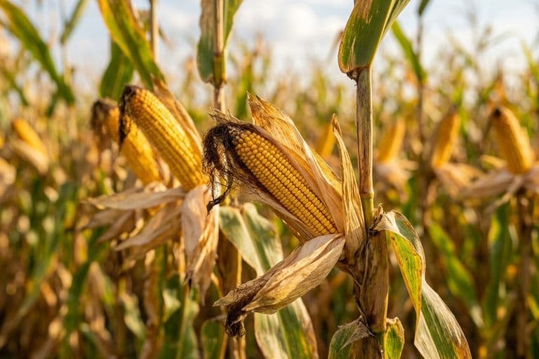 Початки кукурузы на стебле